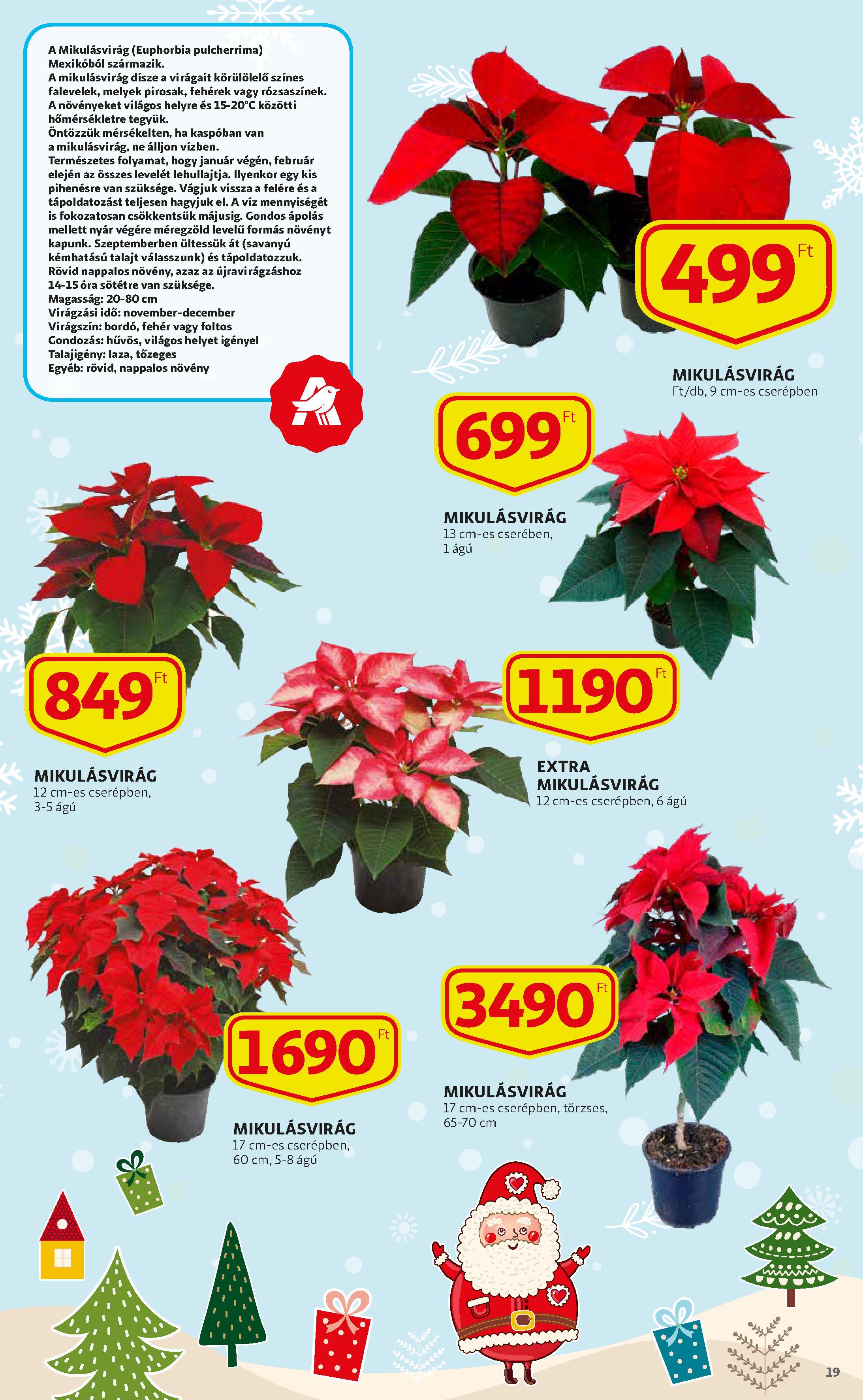 auchan1121-19