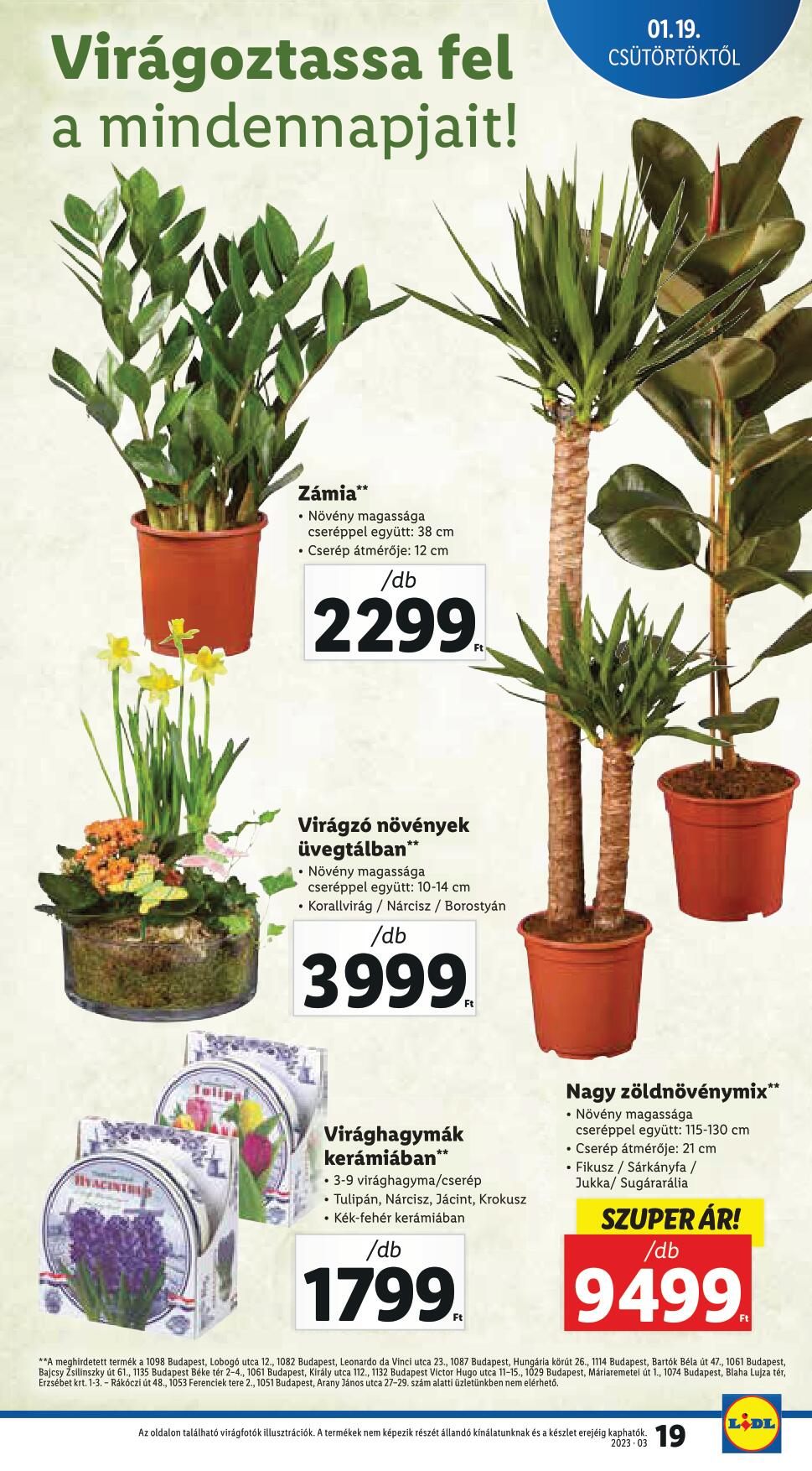 lidl1925-19