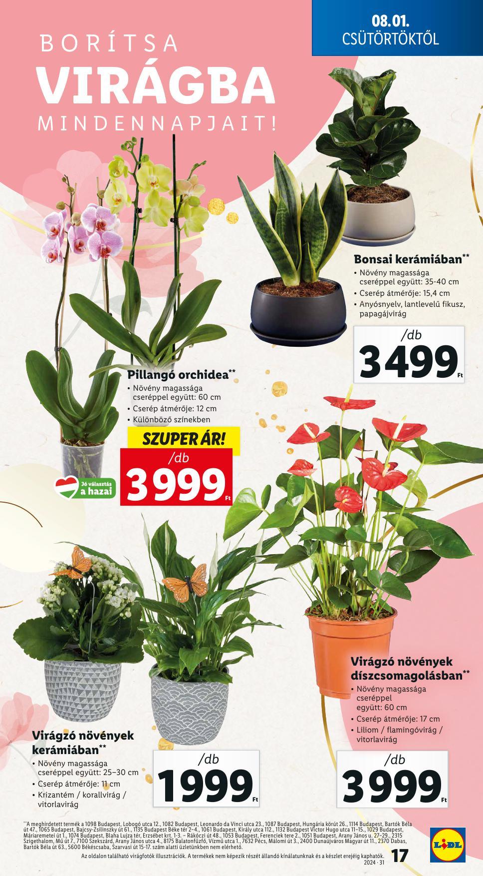 lidl31-17