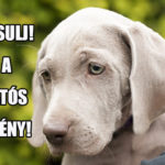 keresztrejtvény - mulatós